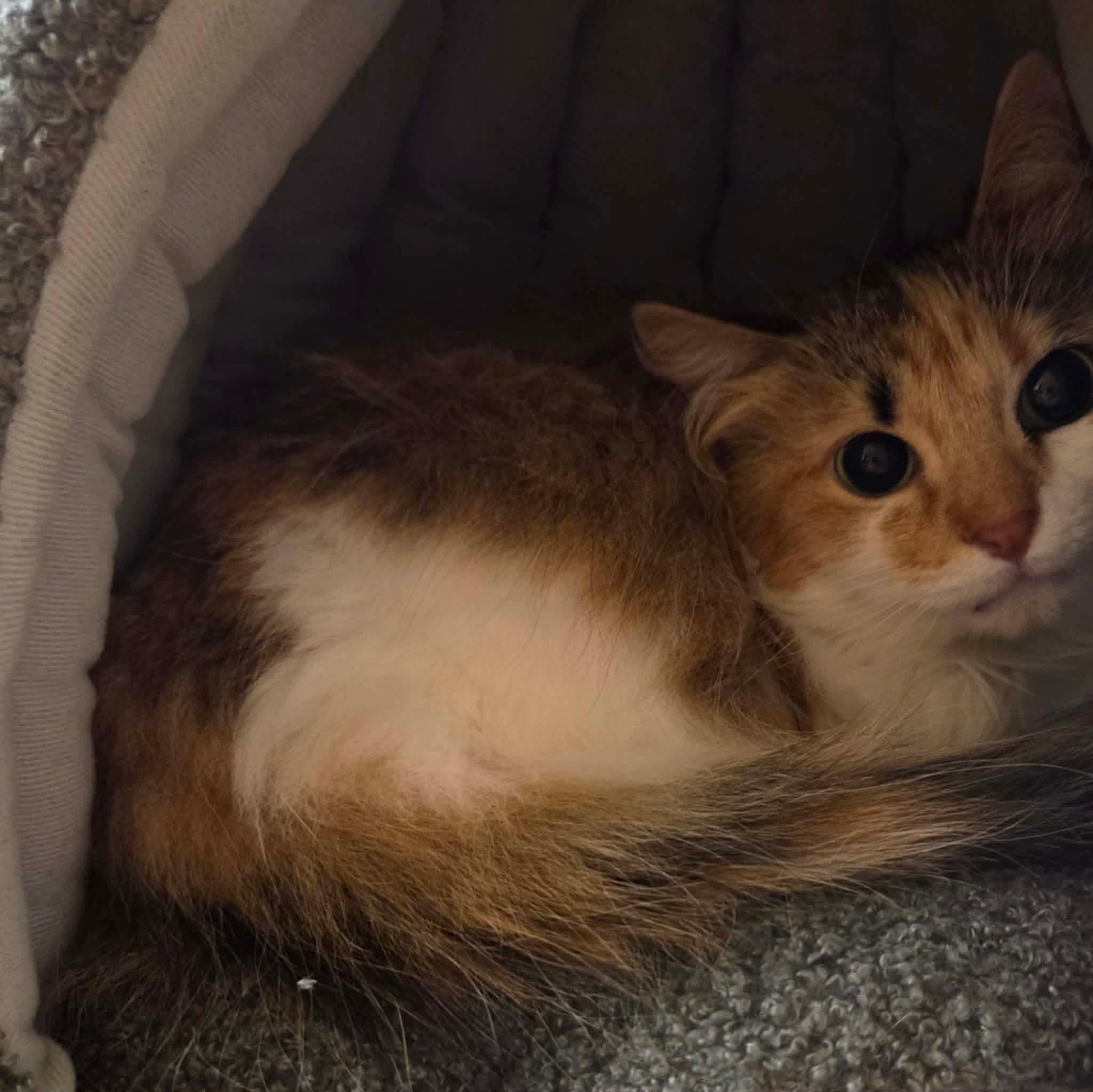 Enlarge Odette, an adopted mixed breed in Gladstone, OR image 3/3