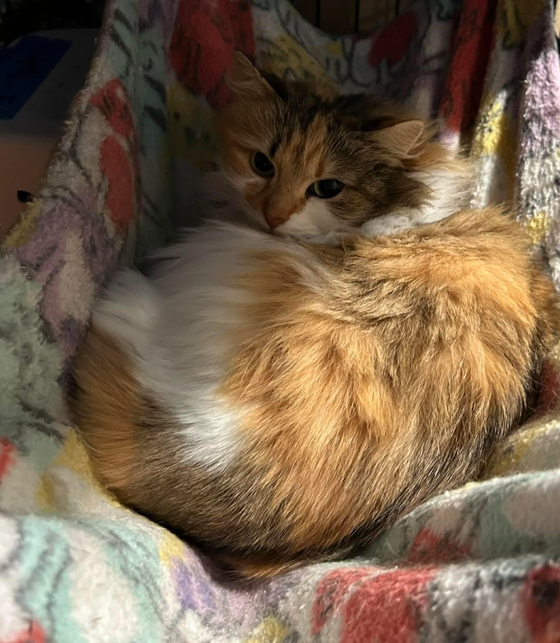 Odette, adopted, Young Female Calico & Domestic Long Hair.