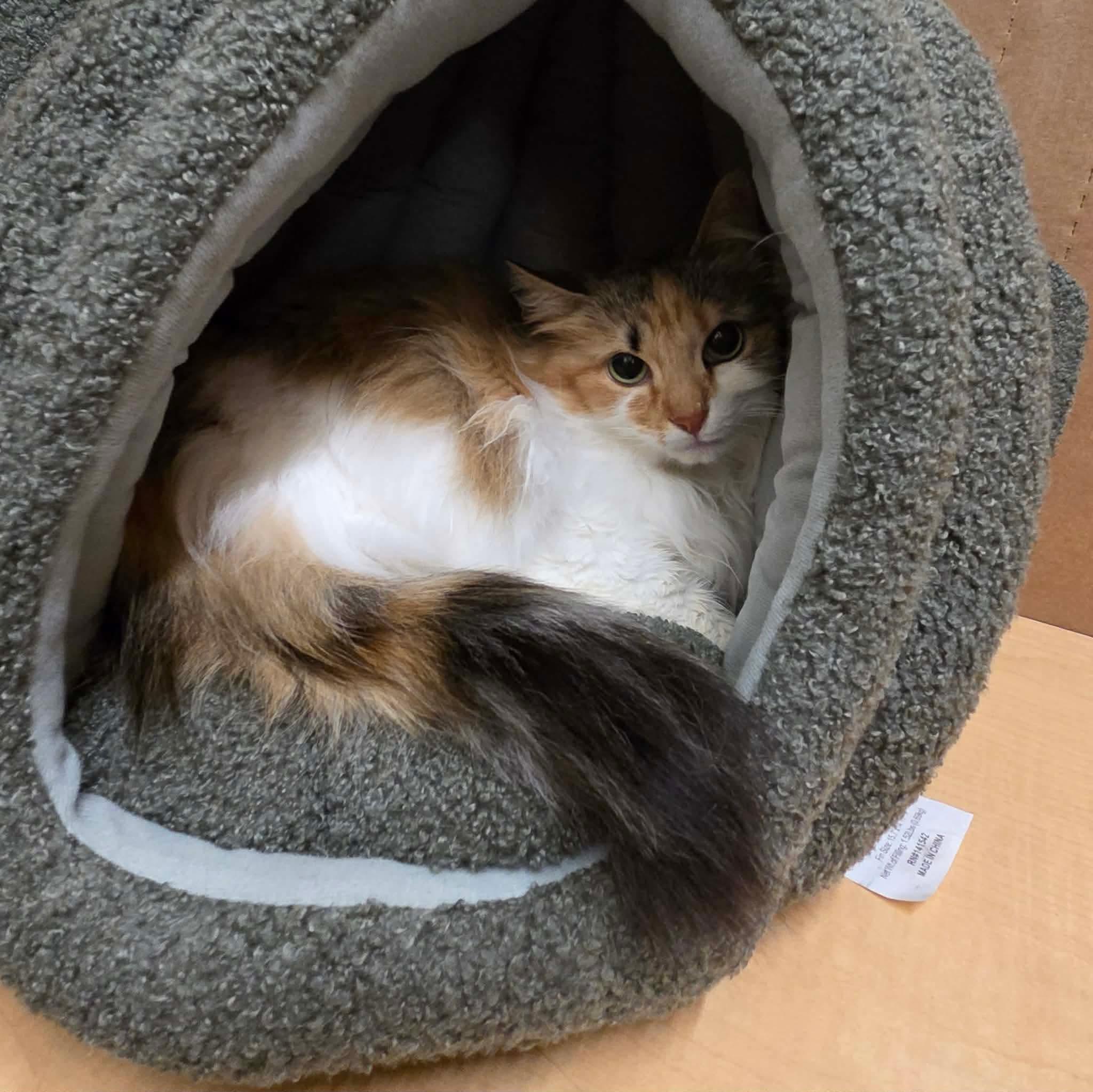 Enlarge Odette, an adopted mixed breed in Gladstone, OR image 2/3
