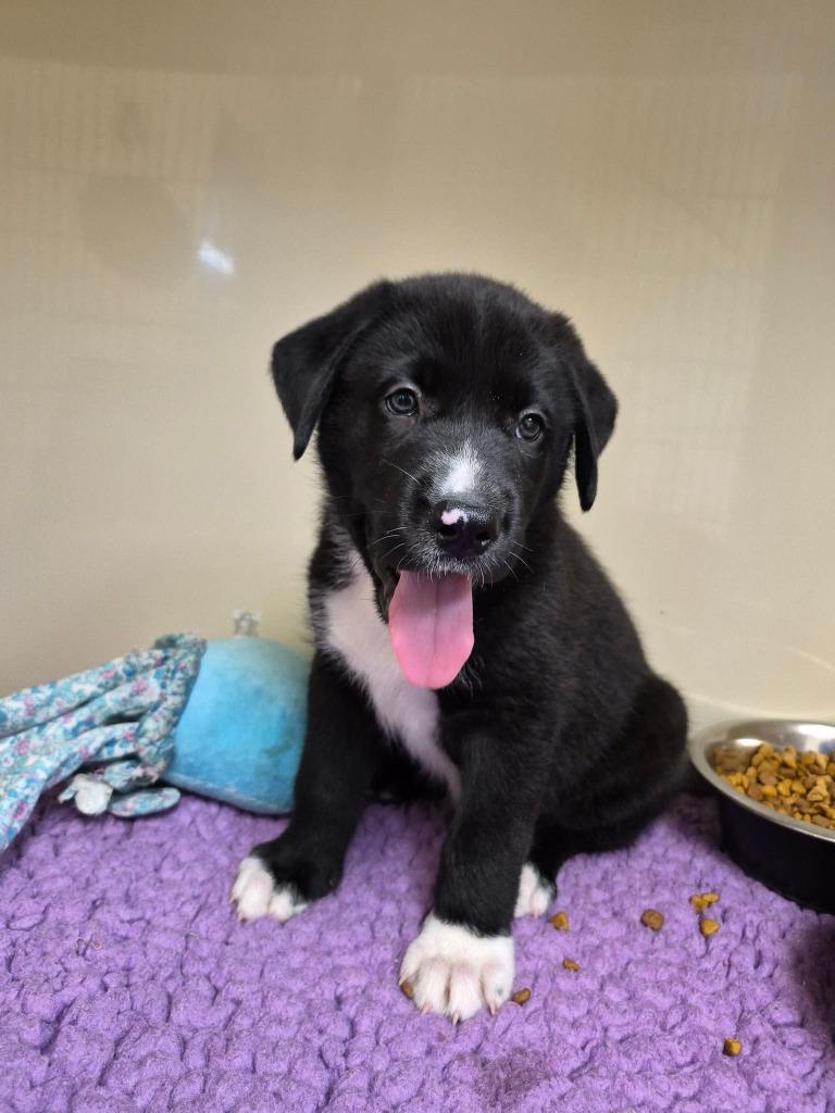 August, Adoptable, Puppy Male Labrador Retriever & Border Collie.