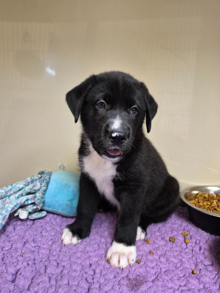 Enlarge August, a Adoptable mixed breed in Clinton, SC image 2/4