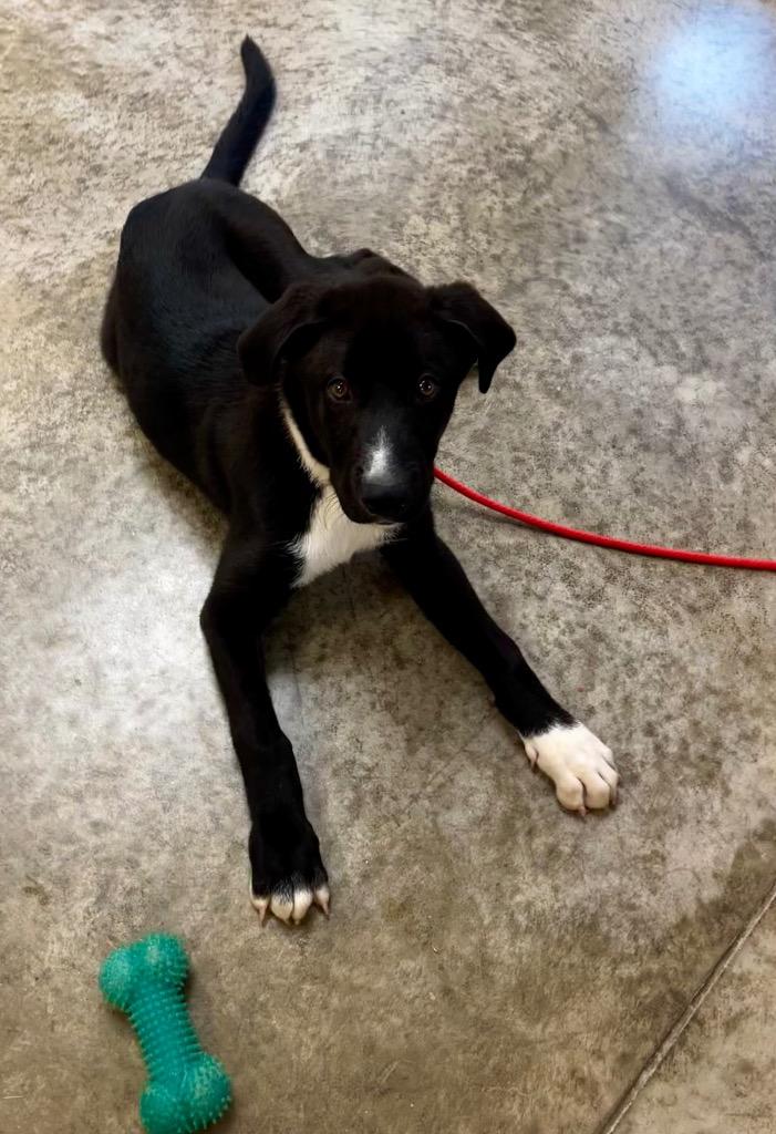 Enlarge August, a Adoptable mixed breed in Clinton, SC image 3/4
