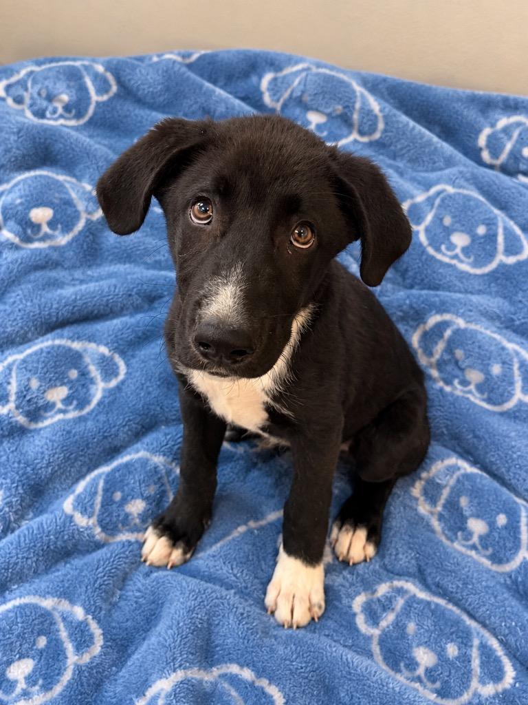 Enlarge August, a Adoptable mixed breed in Clinton, SC image 4/4