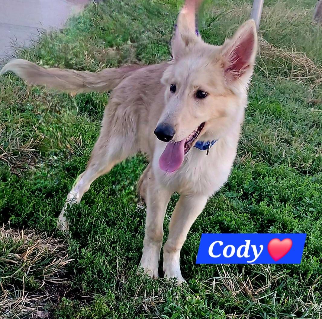 Cody, Adoptable, Young Male Border Collie.
