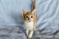 Enlarge Oliver, a Adopted Domestic Short Hair in Woodland Hills, CA image 1/1