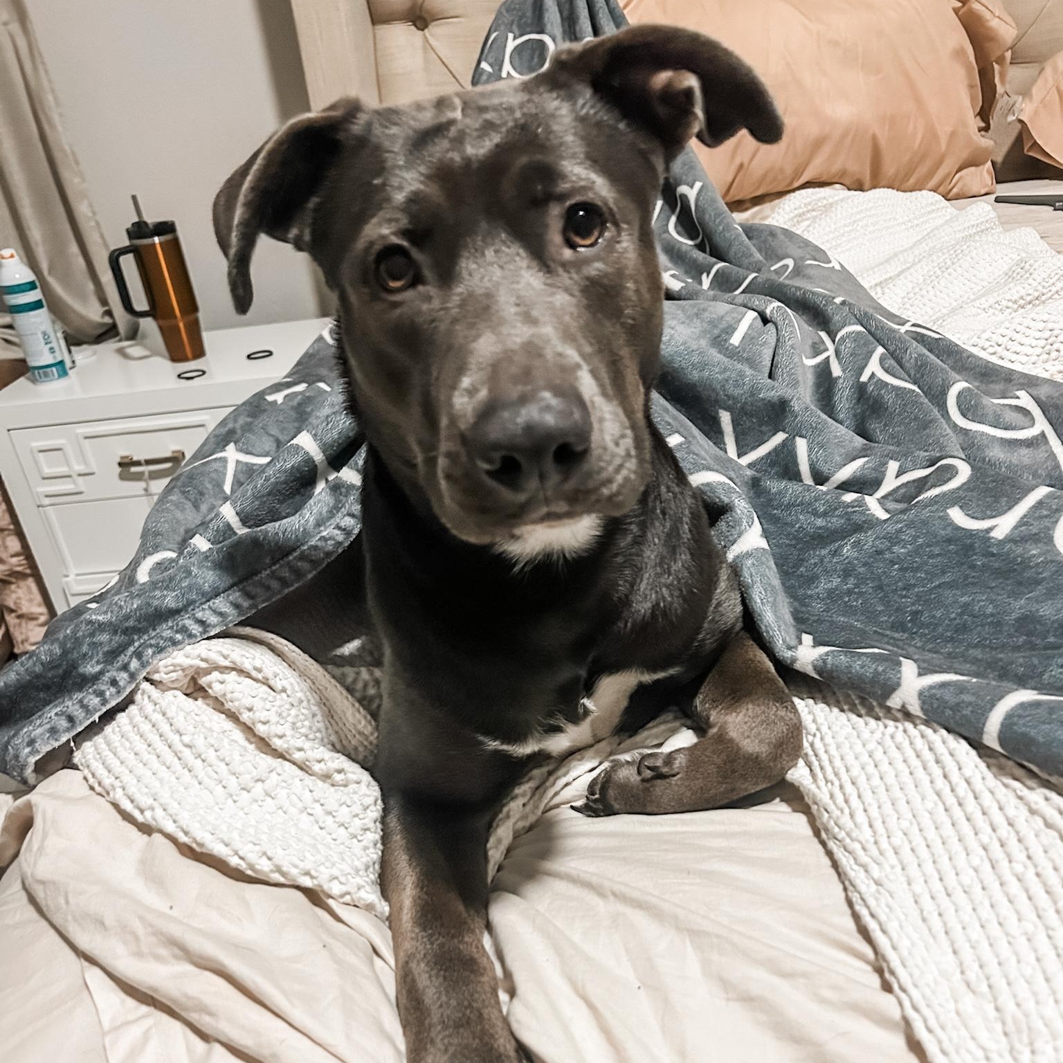 Enlarge Belle, a Adoptable mixed breed in Bozeman, MT image 5/6