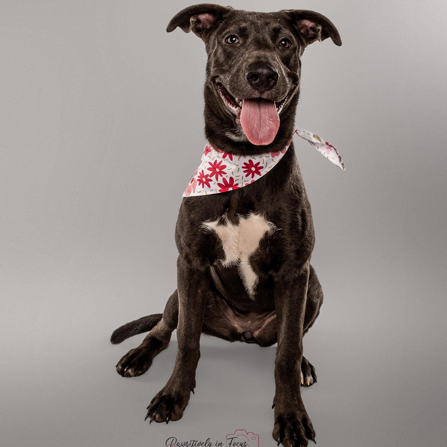 Enlarge Belle, a Adoptable mixed breed in Bozeman, MT image 1/6