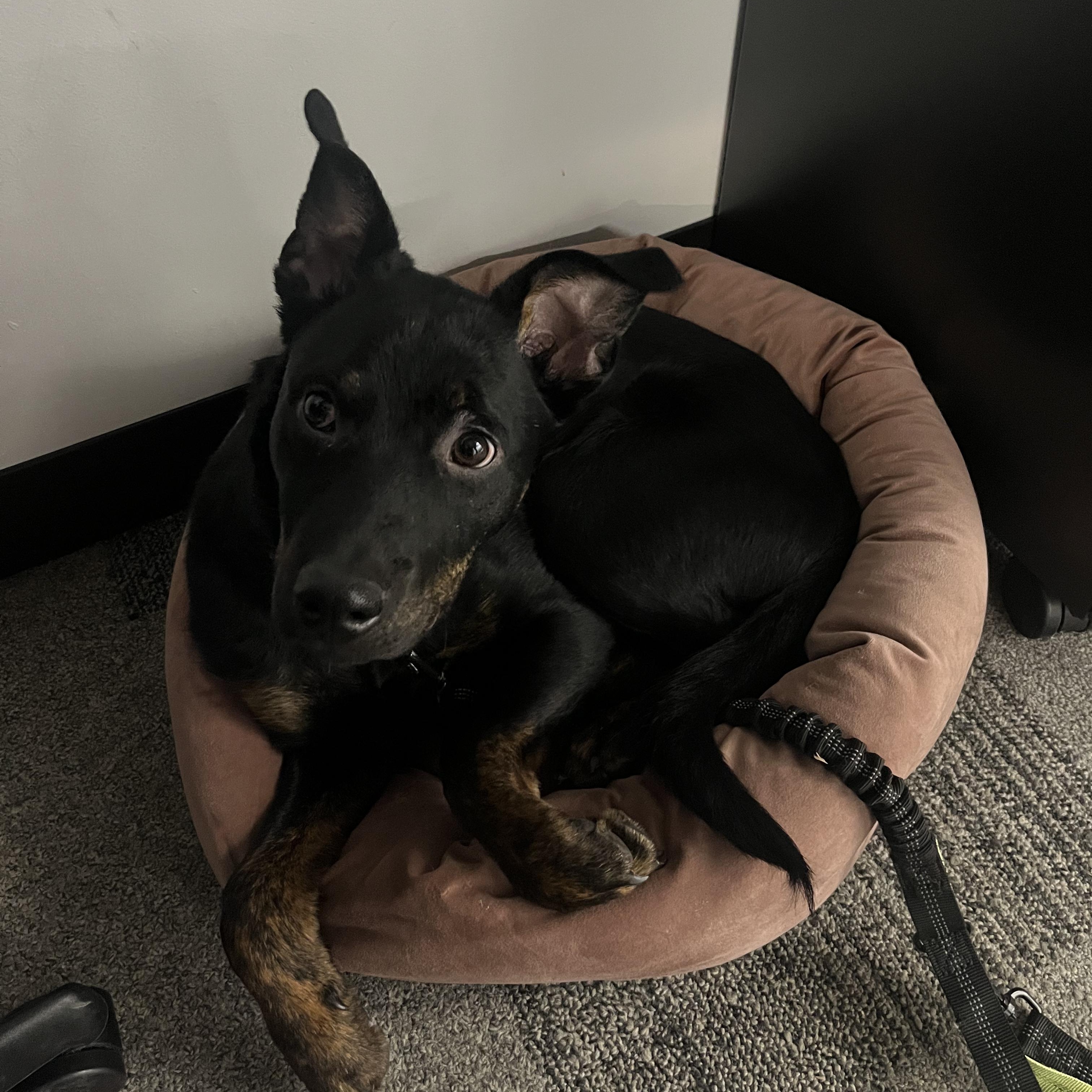 Enlarge Winston, a ADOPTABLE mixed breed in Barrie, ON image 2/5