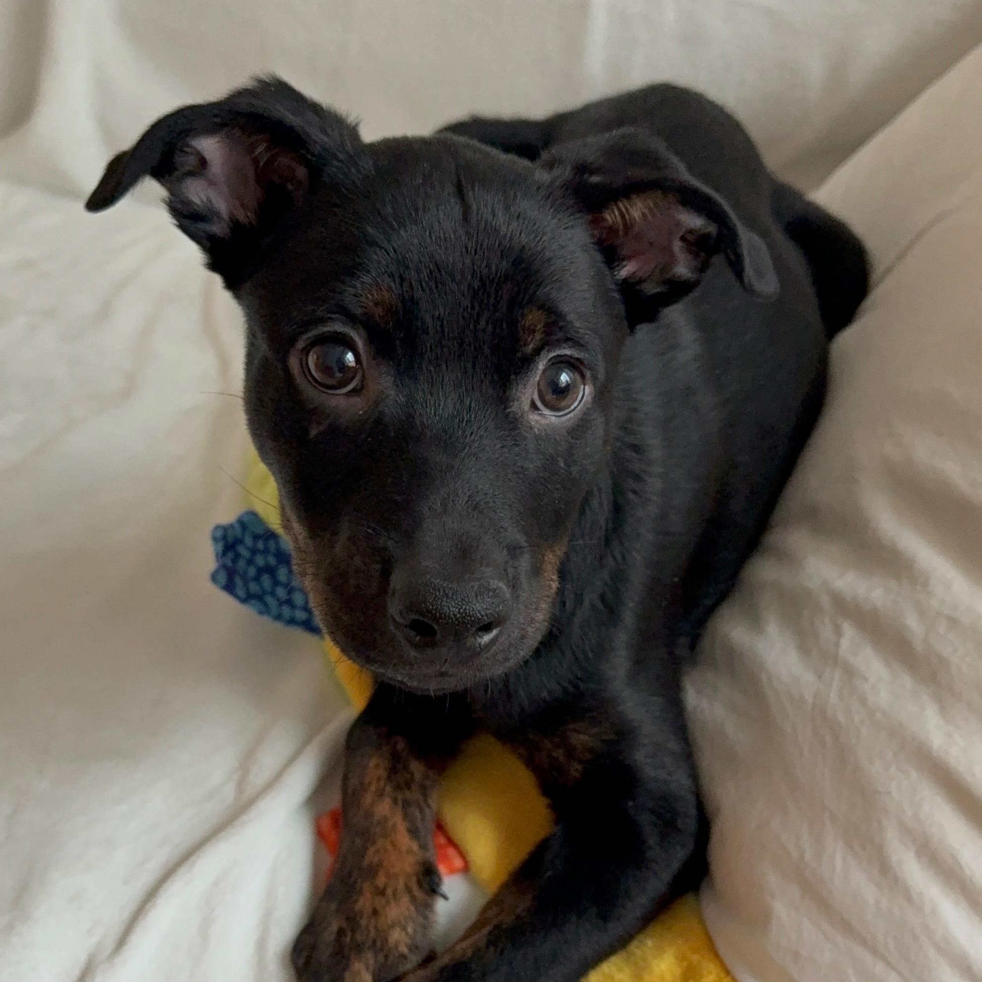 Winston, ADOPTABLE, Puppy Male Shepherd & Rottweiler.