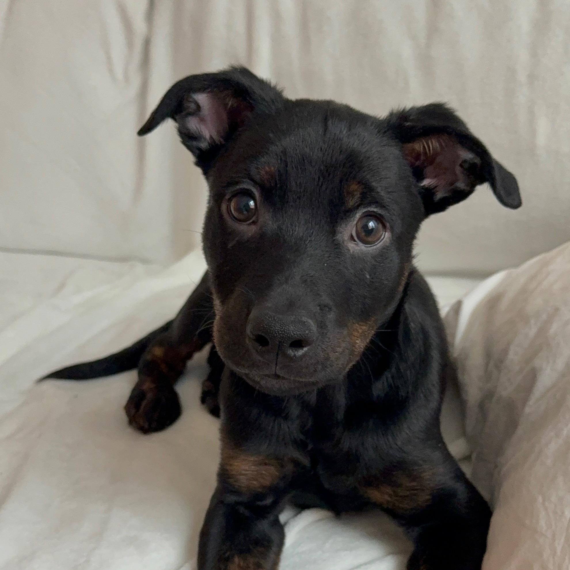 Winston, a ADOPTABLE mixed breed in Barrie, ON image 2/6