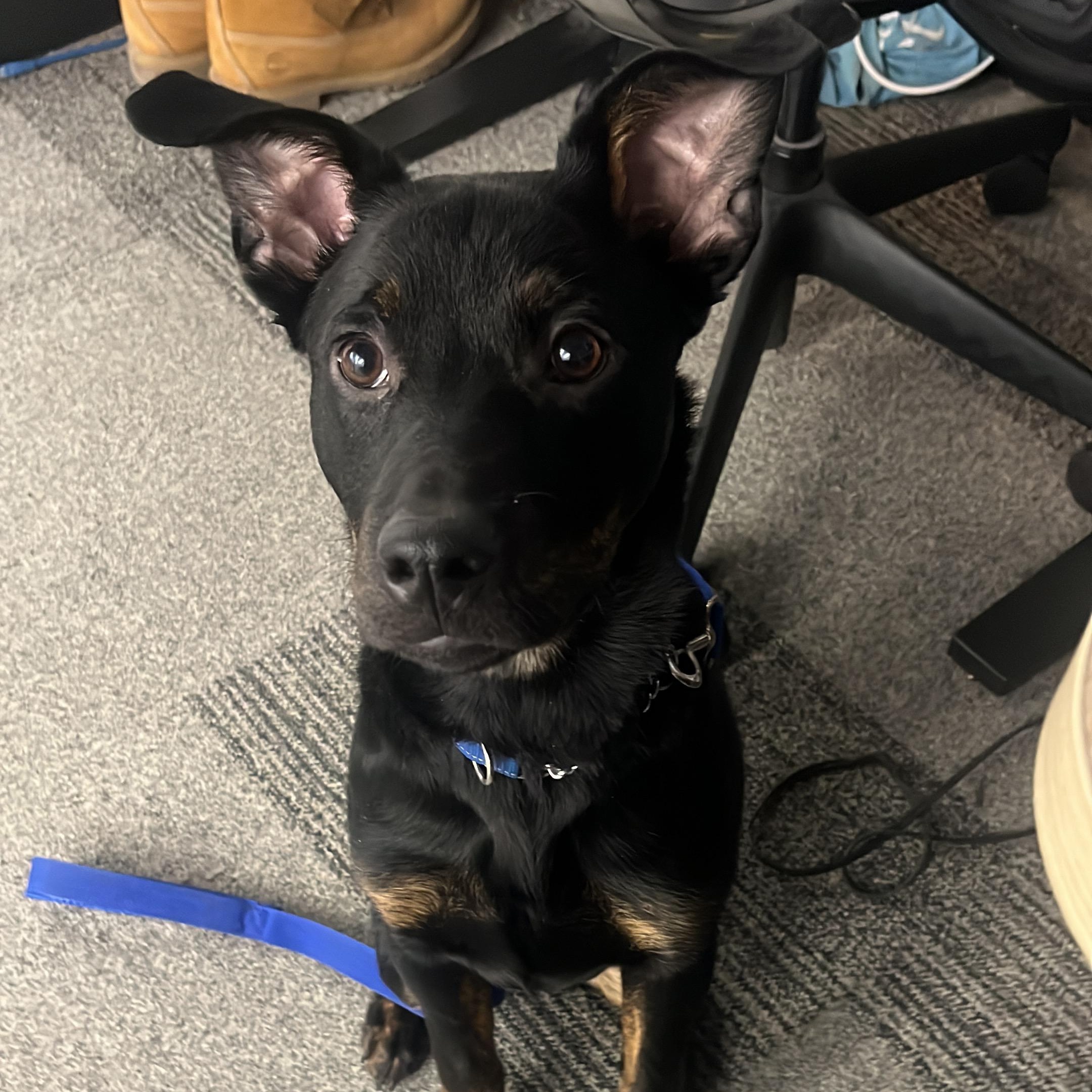 Enlarge Winston, a ADOPTABLE mixed breed in Barrie, ON image 1/5