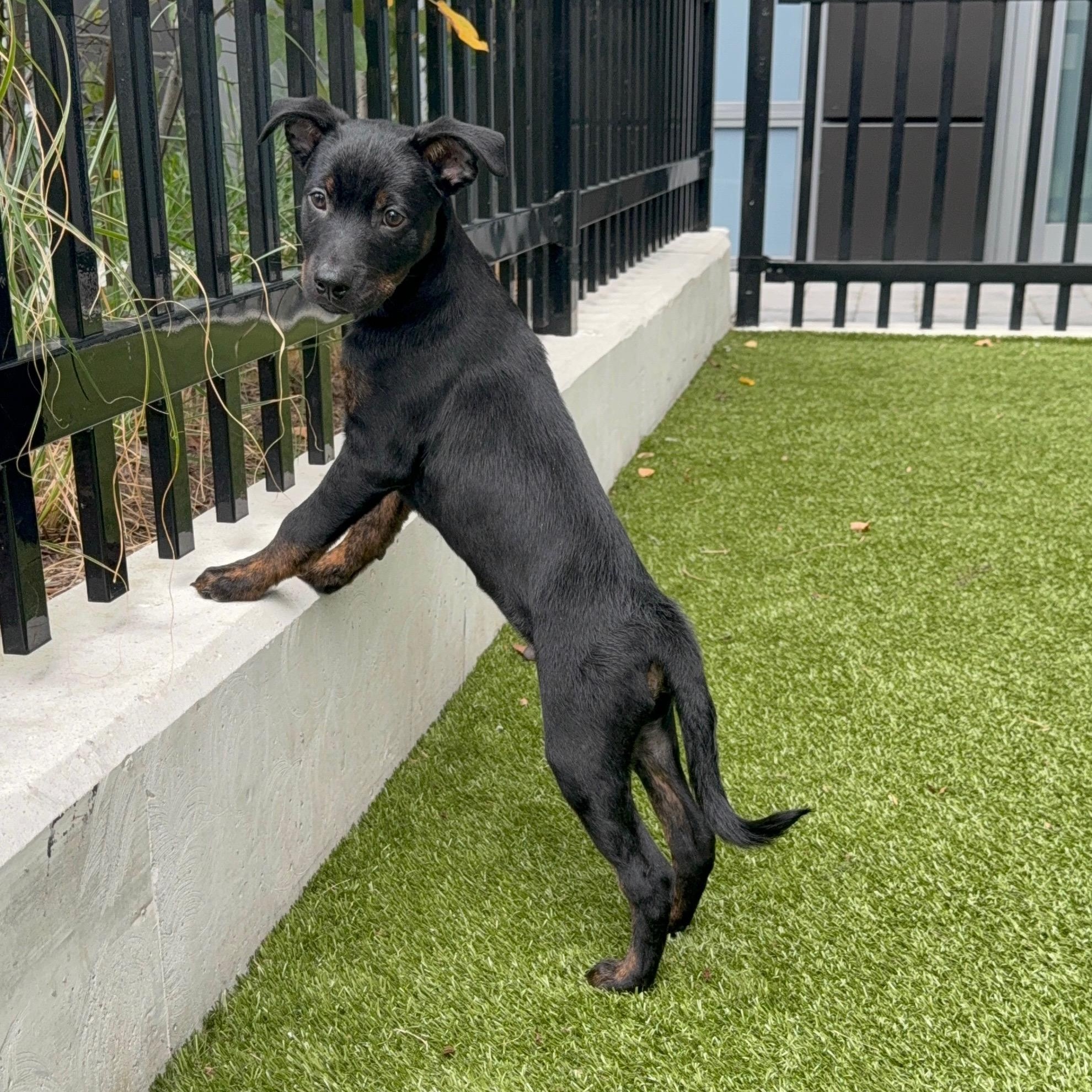 Winston, a ADOPTABLE mixed breed in Barrie, ON image 3/6