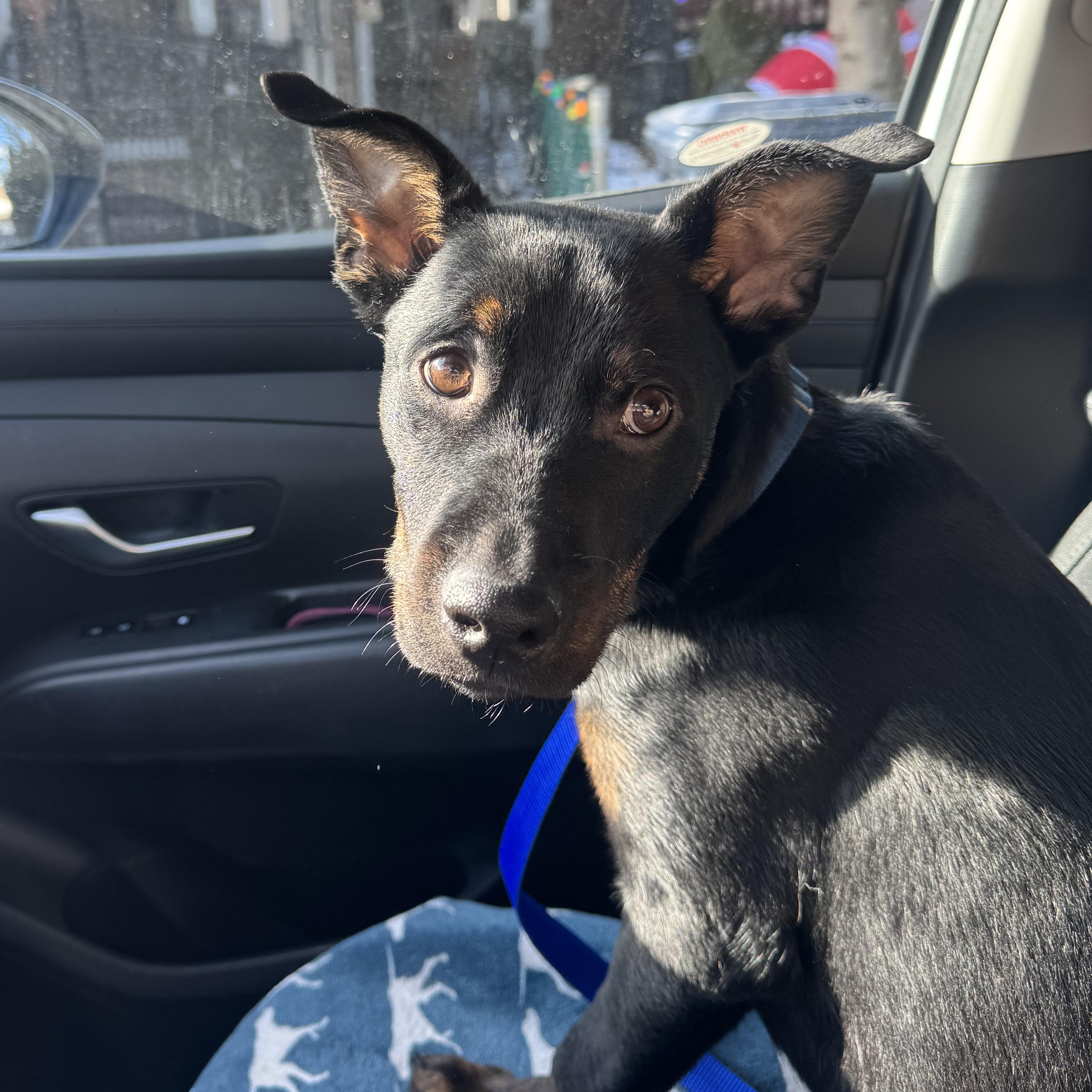 Enlarge Winston, a ADOPTABLE mixed breed in Barrie, ON image 5/5