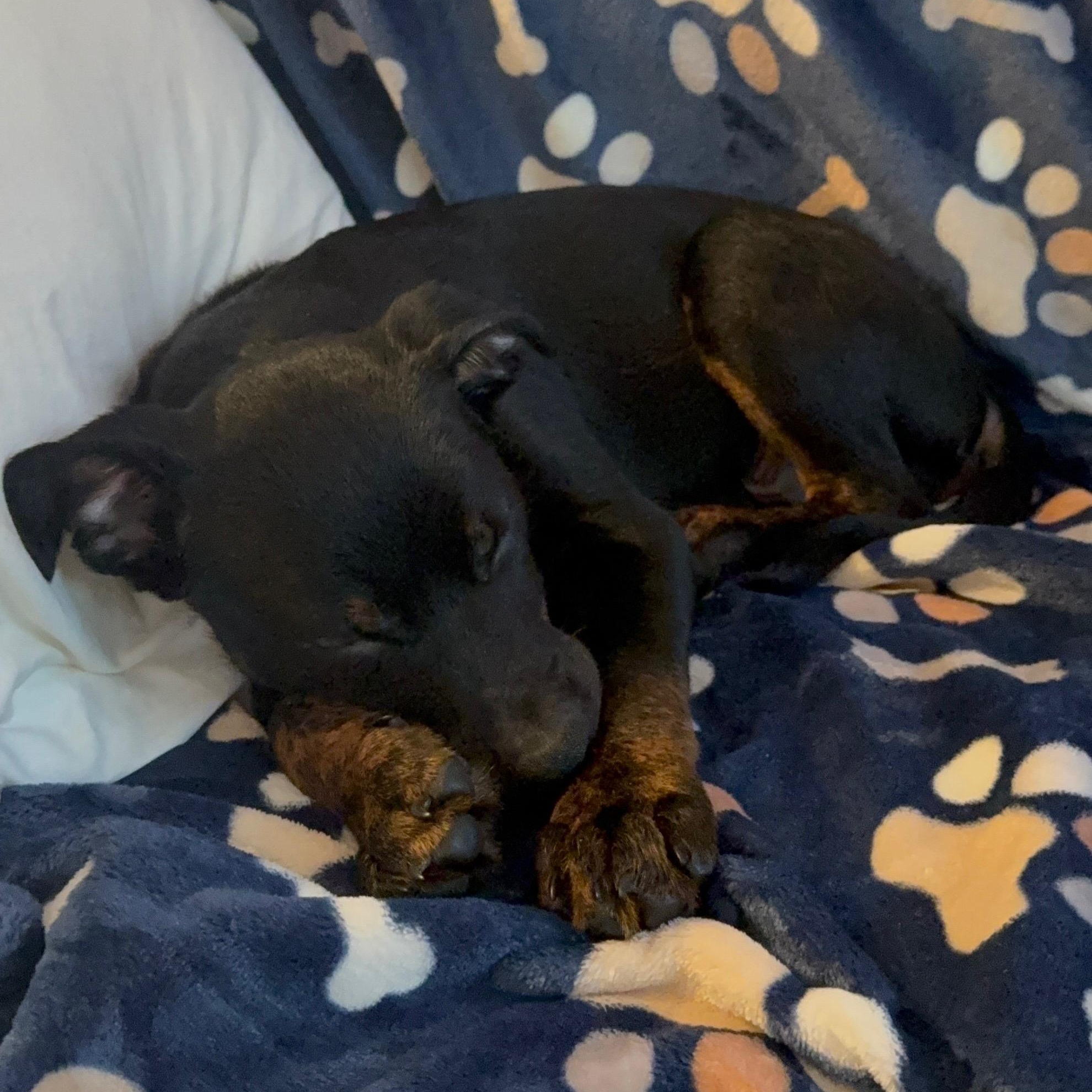 Winston, a ADOPTABLE mixed breed in Barrie, ON image 4/6