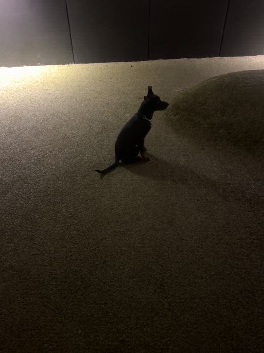 Enlarge Winston, a ADOPTABLE mixed breed in Barrie, ON video 5/6