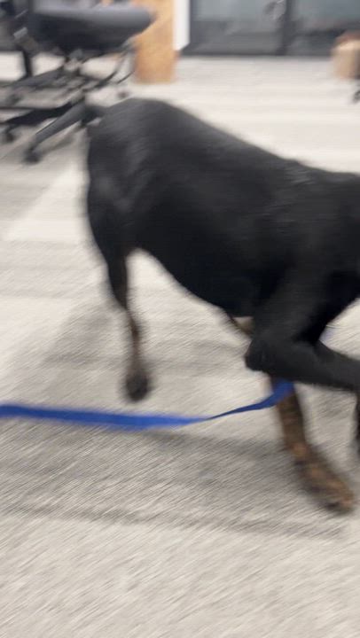 Enlarge Winston, a ADOPTABLE mixed breed in Barrie, ON video 3/5