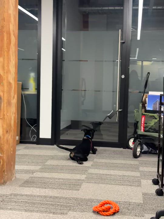 Enlarge Winston, a ADOPTABLE mixed breed in Barrie, ON video 6/6