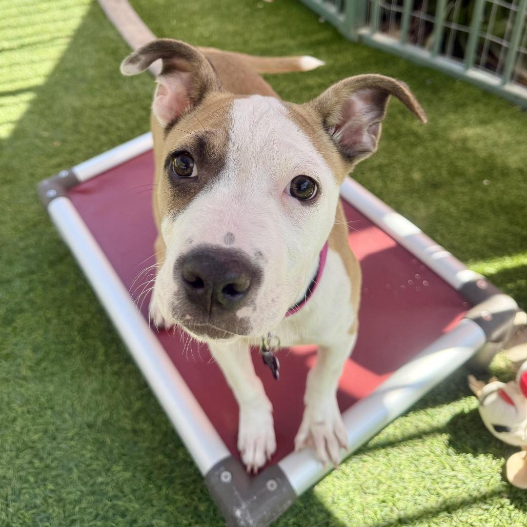 Sandy, a Adoptable Pit Bull Terrier in Agoura Hills, CA image 1/4