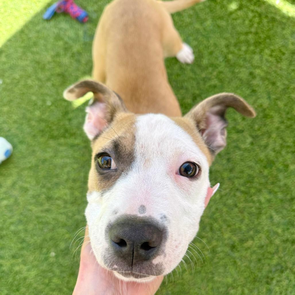 Sandy, a Adoptable Pit Bull Terrier in Agoura Hills, CA image 2/4