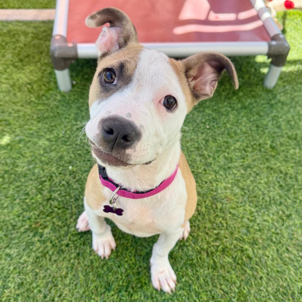 Sandy, a Adoptable Pit Bull Terrier in Agoura Hills, CA image 3/4