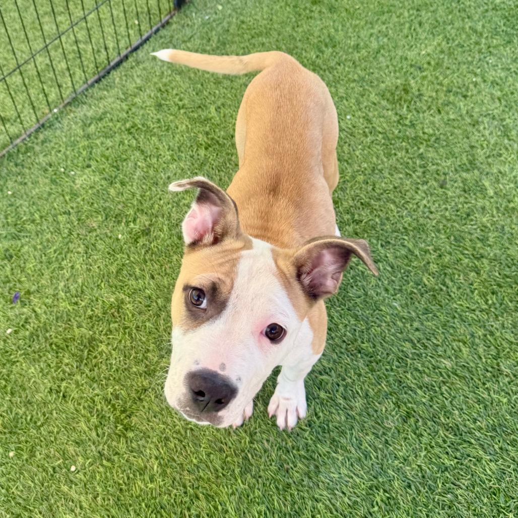 Sandy, a Adoptable Pit Bull Terrier in Agoura Hills, CA image 4/4