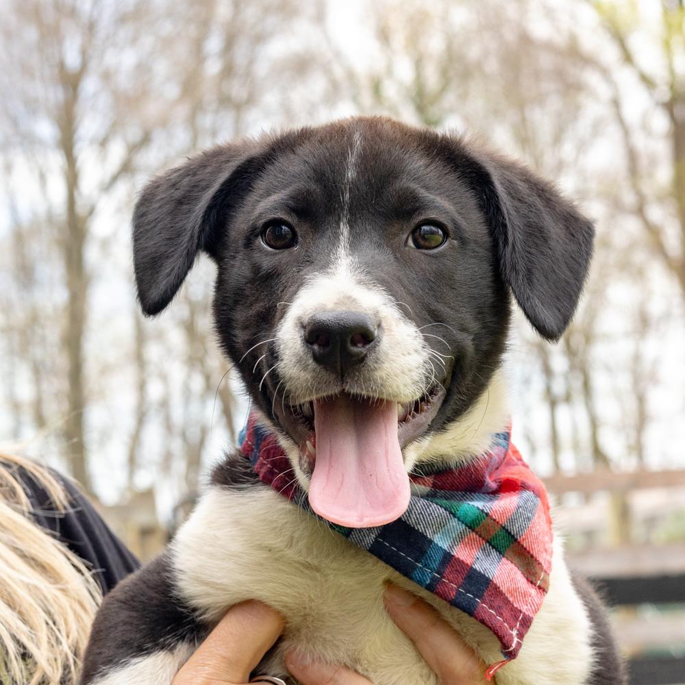 Enlarge Dill  (Male)  , a Adoptable mixed breed in West Grove, PA image 2/6