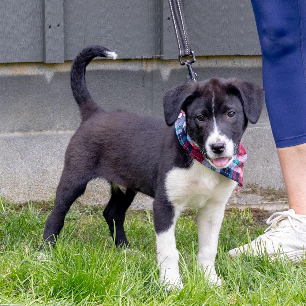 Enlarge Dill  (Male)  , a Adoptable mixed breed in West Grove, PA image 4/6