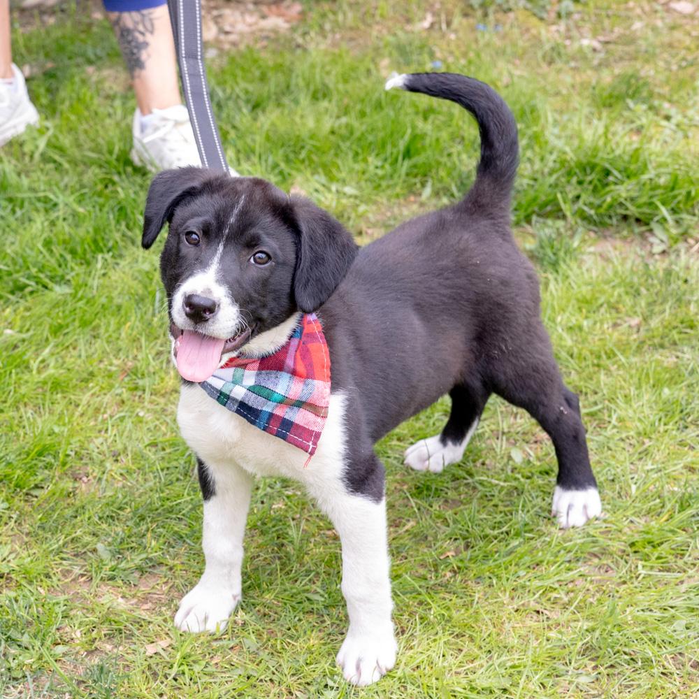 Enlarge Dill  (Male)  , a Adoptable mixed breed in West Grove, PA image 1/6