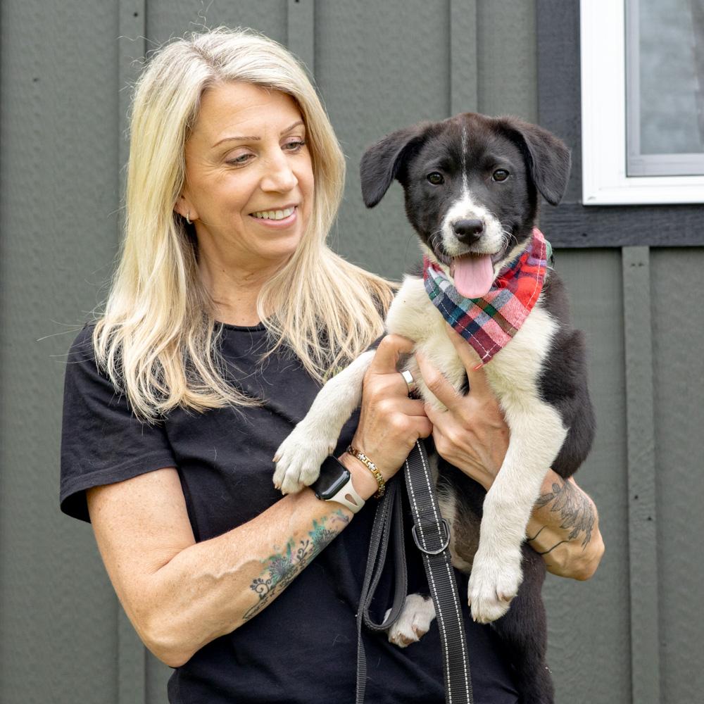 Enlarge Dill  (Male)  , a Adoptable mixed breed in West Grove, PA image 3/6