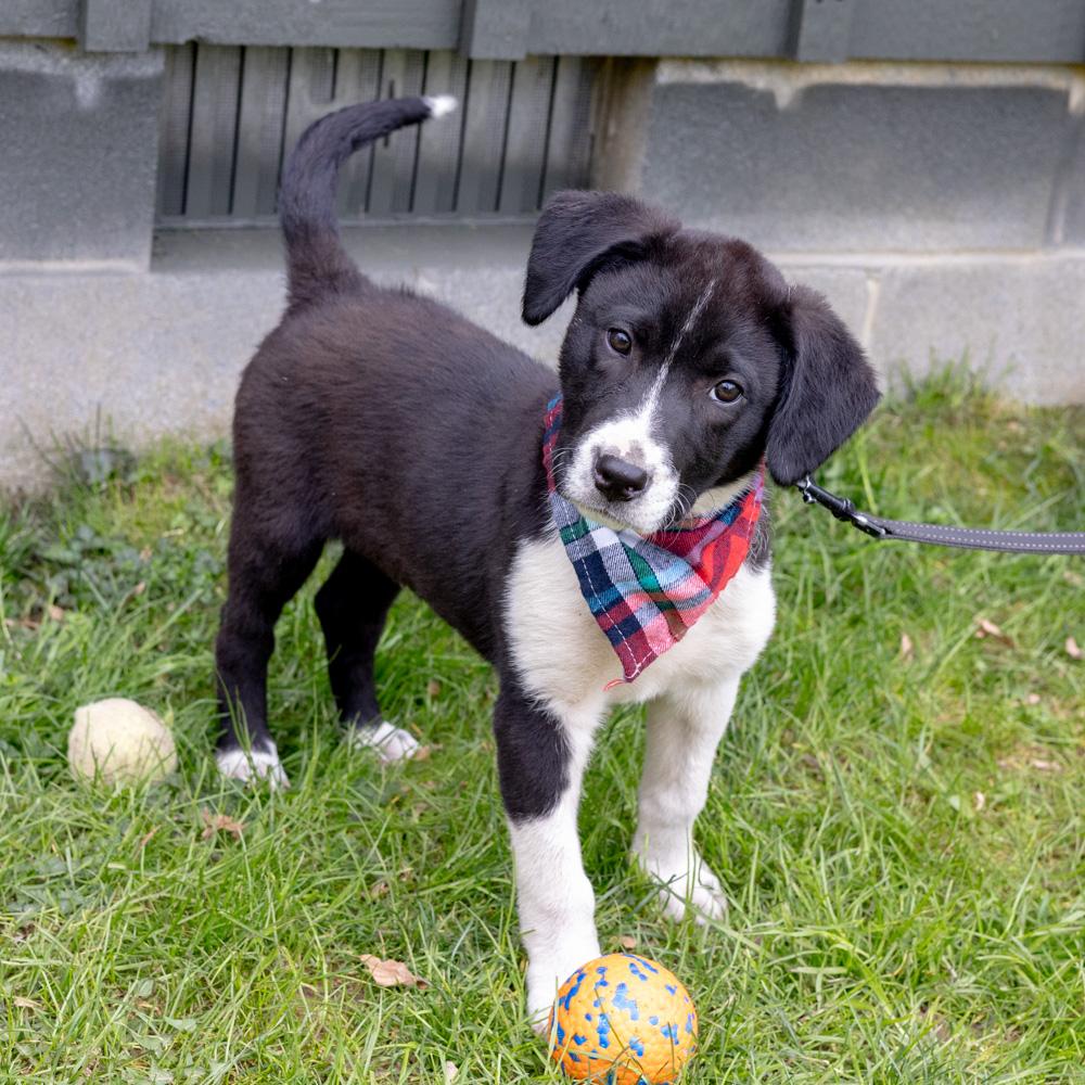Enlarge Dill  (Male)  , a Adoptable mixed breed in West Grove, PA image 6/6