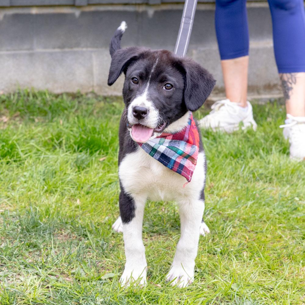 Enlarge Dill  (Male)  , a Adoptable mixed breed in West Grove, PA image 5/6