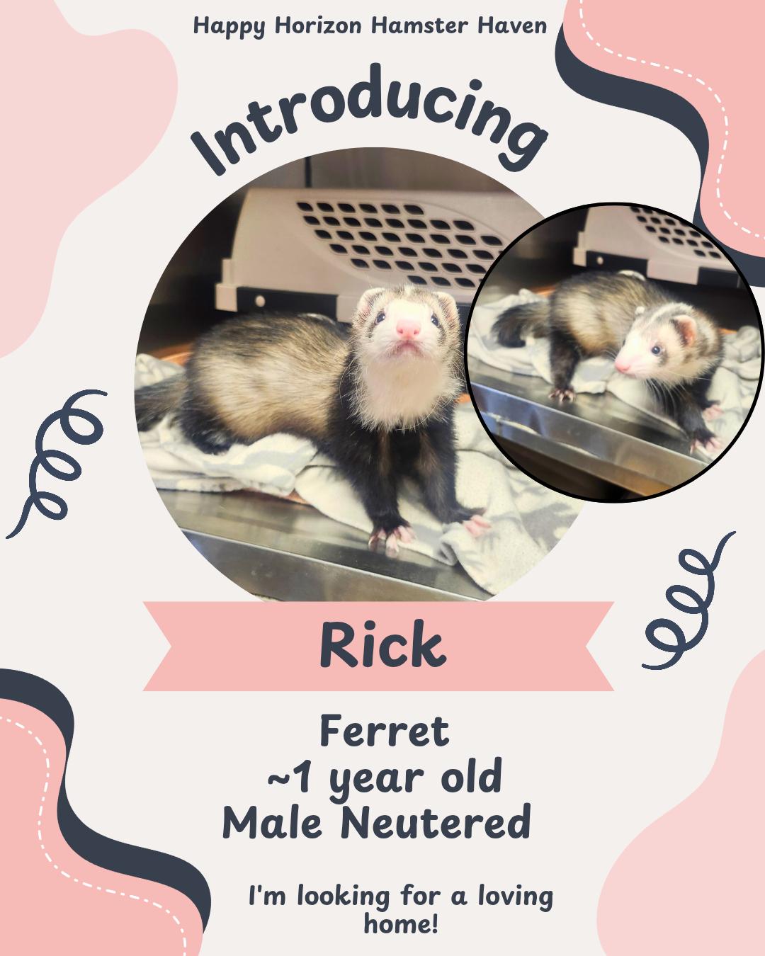 Rick, adopted, Adult Male Ferret.