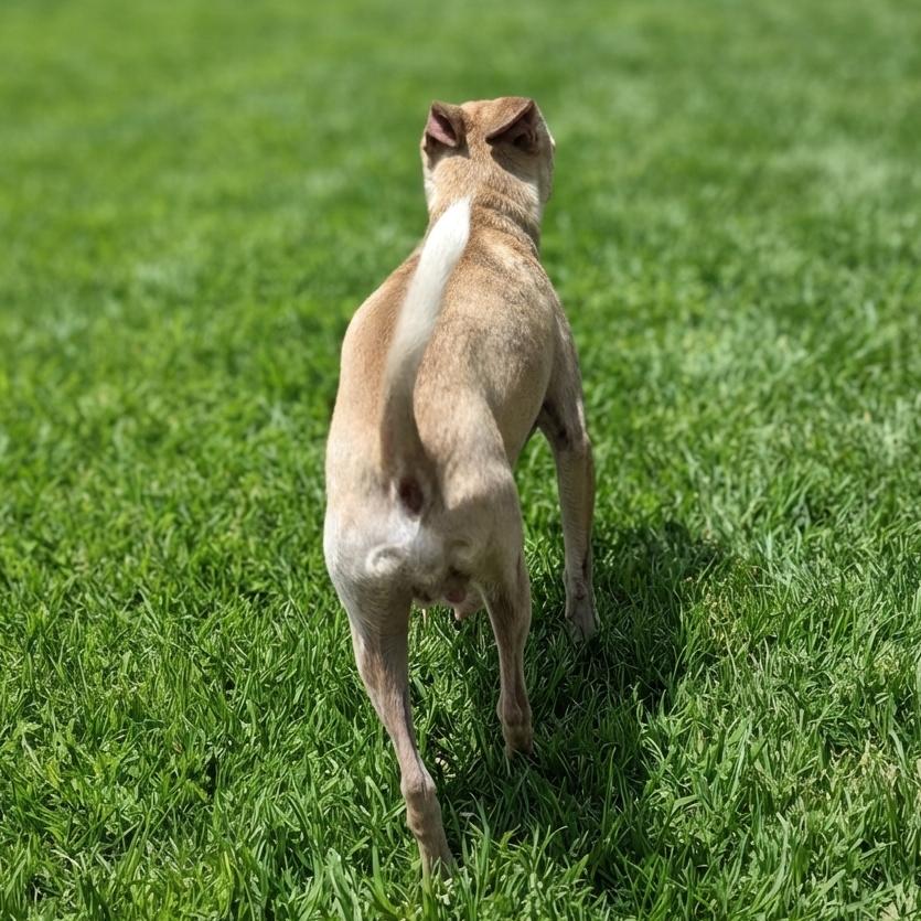 Enlarge Barnaby, a Adoptable Chihuahua in Las Vegas, NV image 2/3