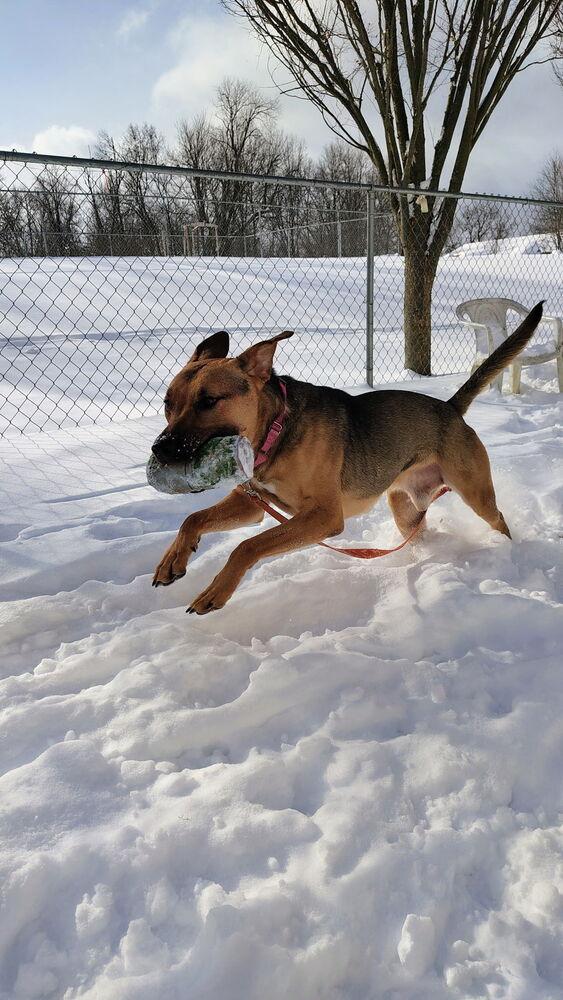 Enlarge Cashew, a Adoptable mixed breed in Kalamazoo, MI image 1/6