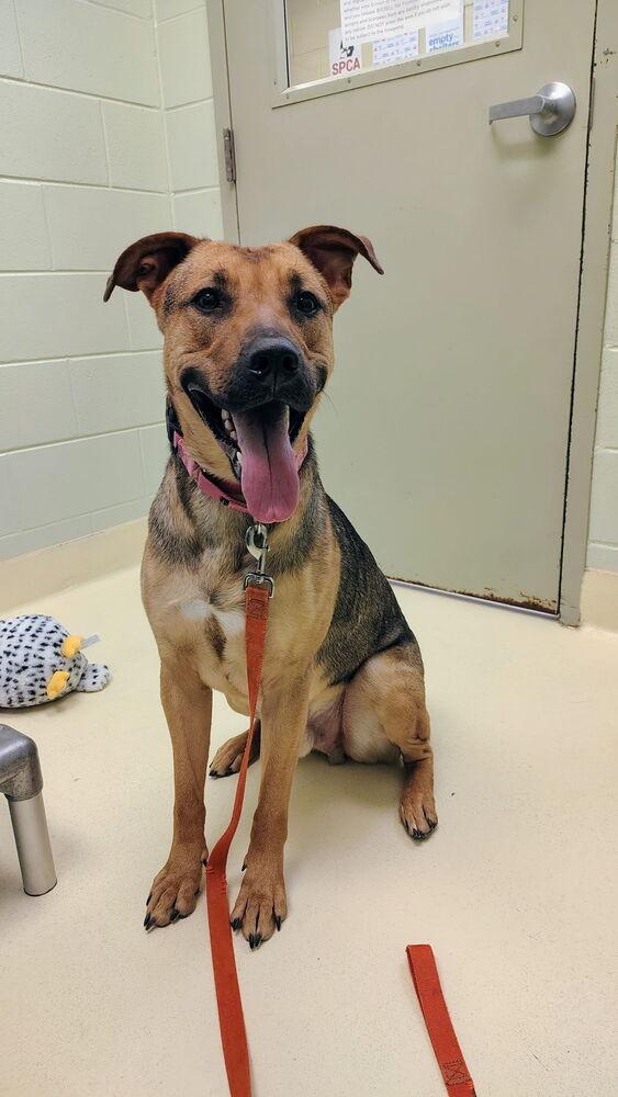 Enlarge Cashew, a Adoptable mixed breed in Kalamazoo, MI image 2/6