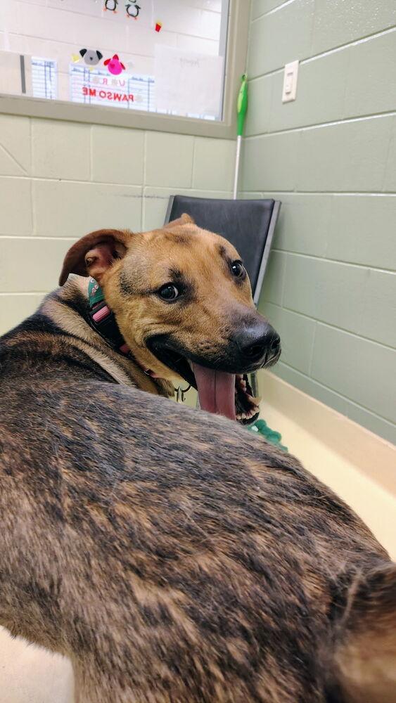 Enlarge Cashew, a Adoptable mixed breed in Kalamazoo, MI image 3/6