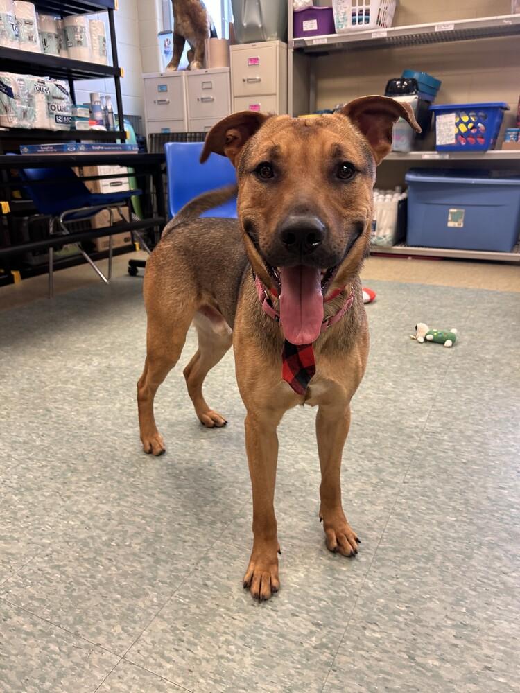 Enlarge Cashew, a Adoptable mixed breed in Kalamazoo, MI image 4/6