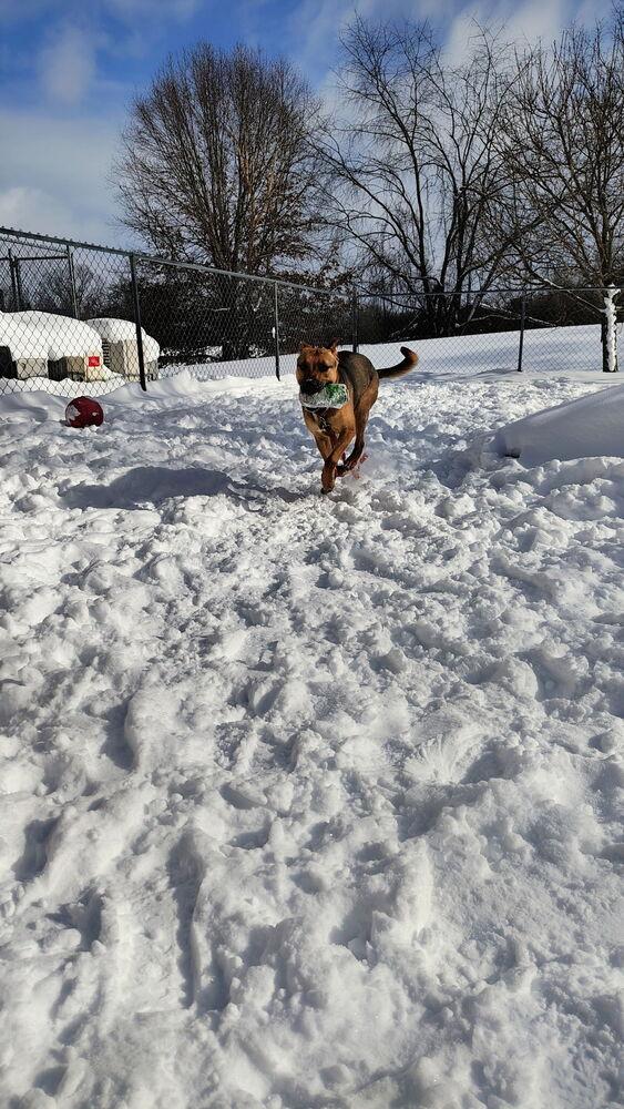 Enlarge Cashew, a Adoptable mixed breed in Kalamazoo, MI image 6/6