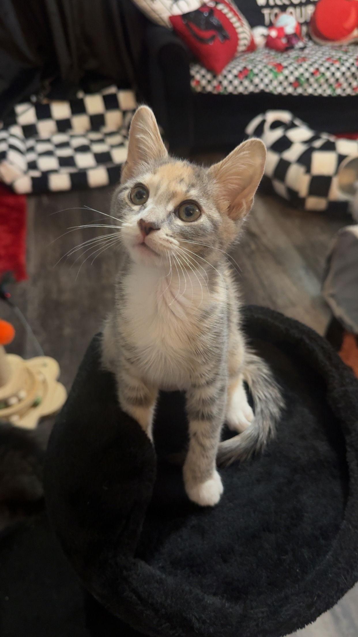 Enlarge Waffle, a Adopted Dilute Calico in Land O Lakes, FL image 1/1