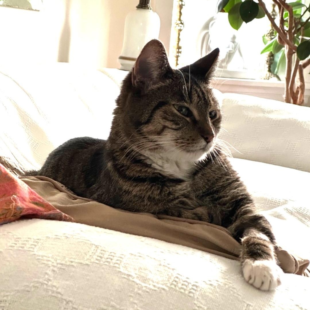 Cat Von D, an adopted Domestic Short Hair in Chicago, IL image 1/4