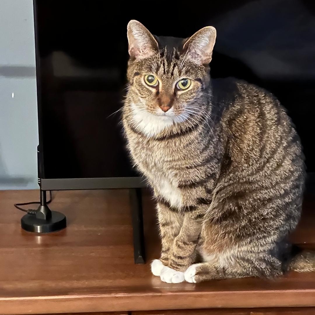 Cat Von D, an adopted Domestic Short Hair in Chicago, IL image 3/4