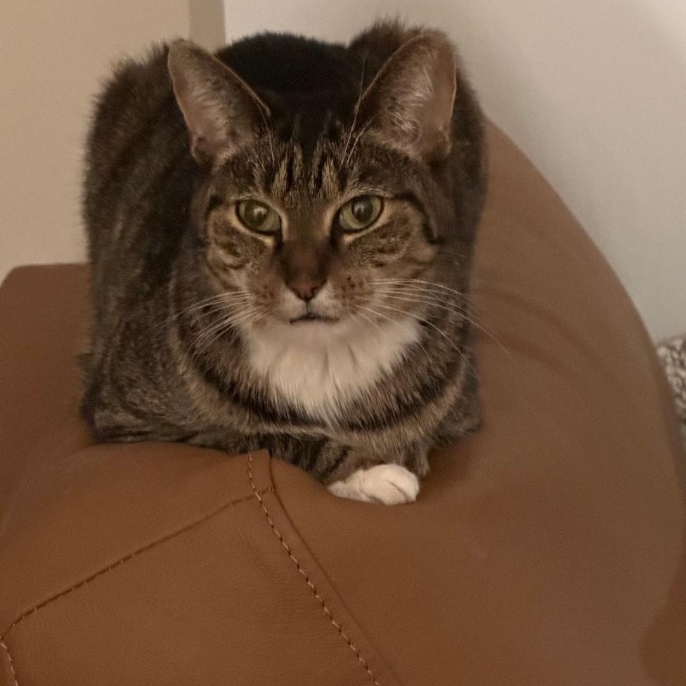 Cat Von D, an adopted Domestic Short Hair in Chicago, IL image 4/4