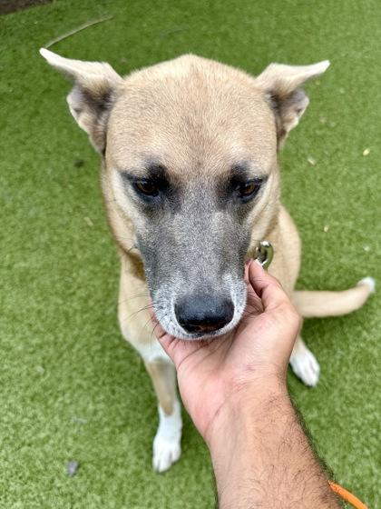 Chloe, Adoptable, Senior Female Mixed Breed & Mixed Breed.