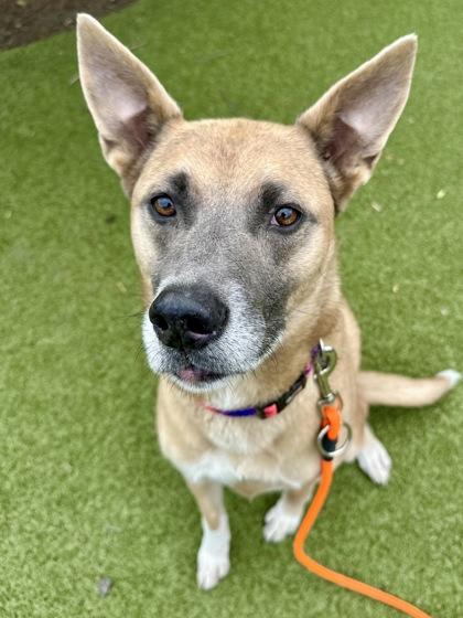 Chloe, a Adoptable mixed breed in Wichita, KS image 3/3