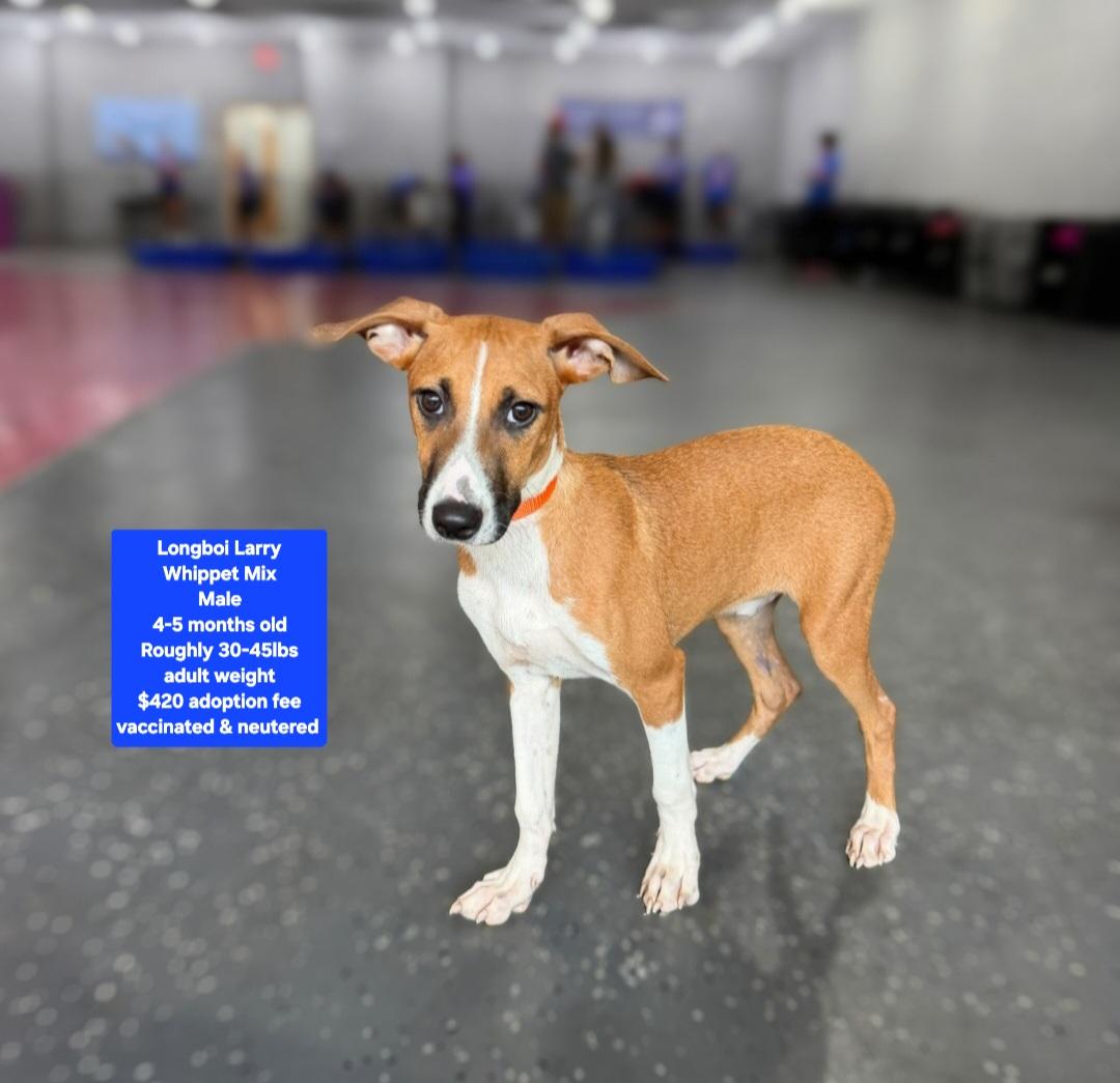 Enlarge Longboi Larry, an adopted mixed breed in Oviedo, FL image 1/1