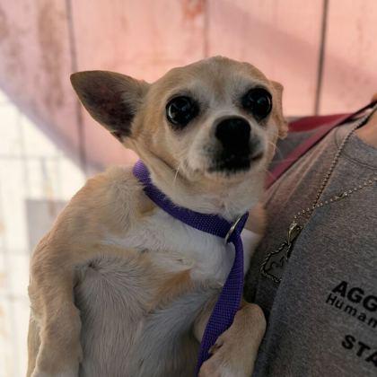 Enlarge Chiquita, a Adoptable mixed breed in Bryan, TX image 1/2