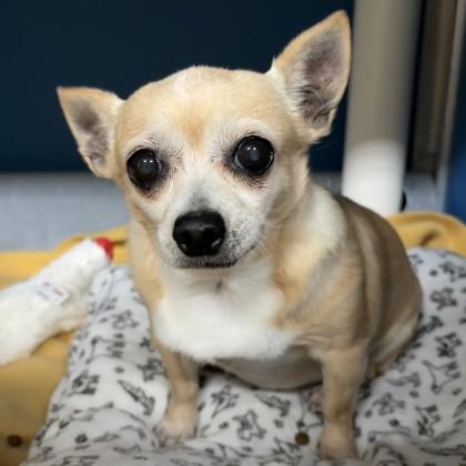 Enlarge Chiquita, a Adoptable mixed breed in Bryan, TX image 2/2