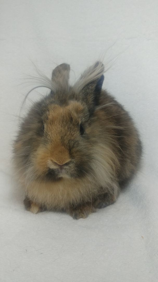 Aubrey & Audrey, a Adoptable mixed breed in Lake Elsinore, CA image 3/5