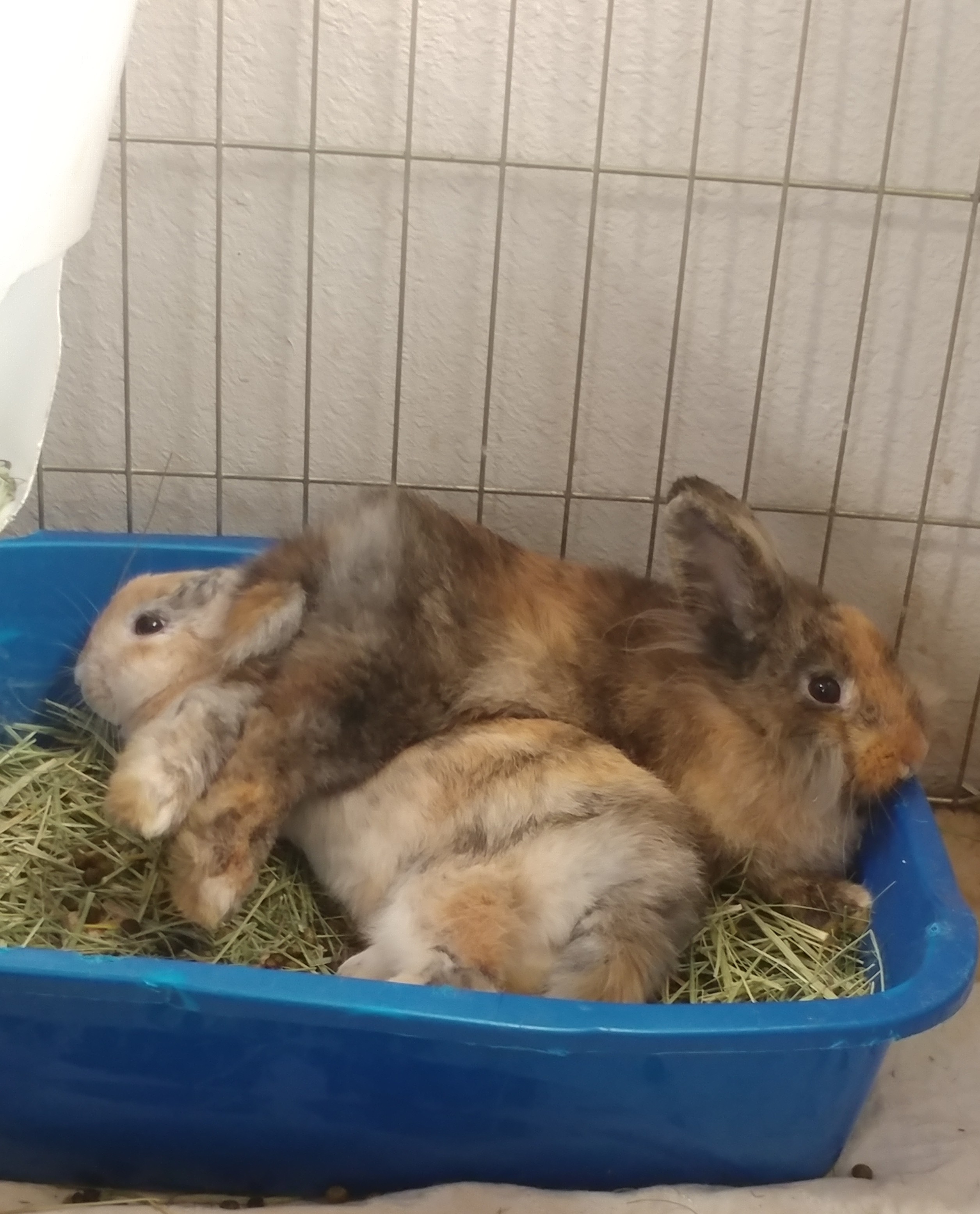 Aubrey & Audrey, a Adoptable mixed breed in Lake Elsinore, CA image 1/5