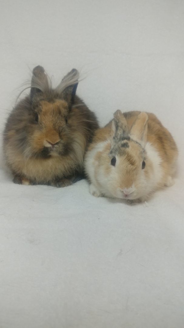 Aubrey & Audrey, a Adoptable mixed breed in Lake Elsinore, CA image 2/5